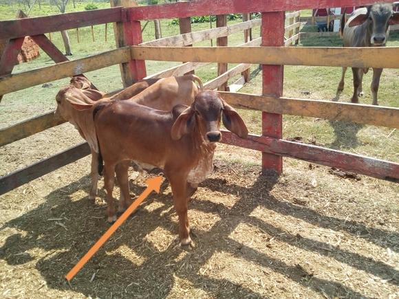 Resultados de inseminacion hijos de gir lechero brasileño Fardo Fiv.