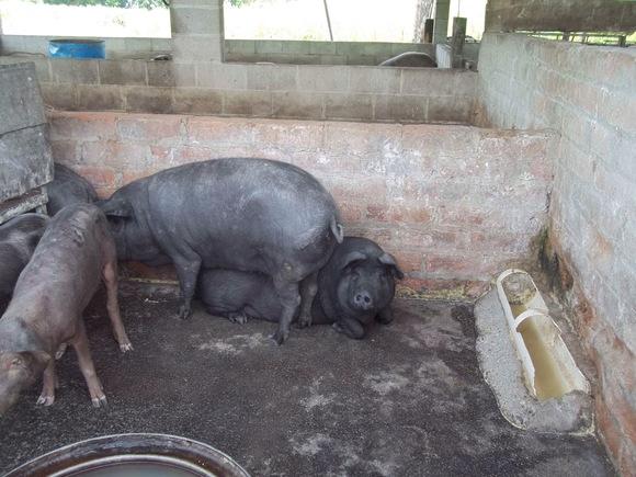 Cerdo criollo tipo chino