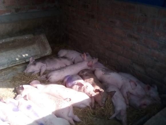 crianza de porcino