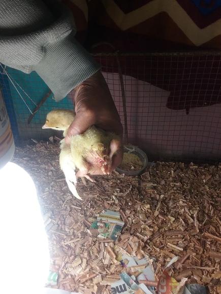 Pavo de 6 dias