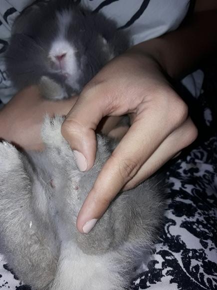 Esta foto de la tomé ayer porque recién me di cuenta que tenía eso en su patita, no se como curarle si el se muerde