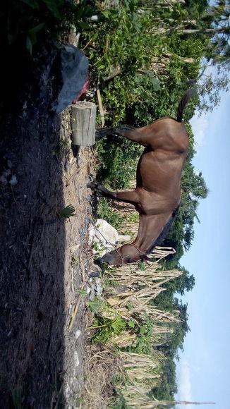 Yegua