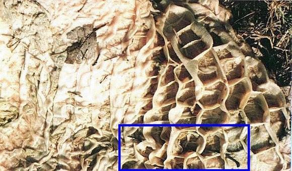alambre insertado en las celdillas del retículo