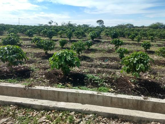Cafe Robusta con riego Tecnificado