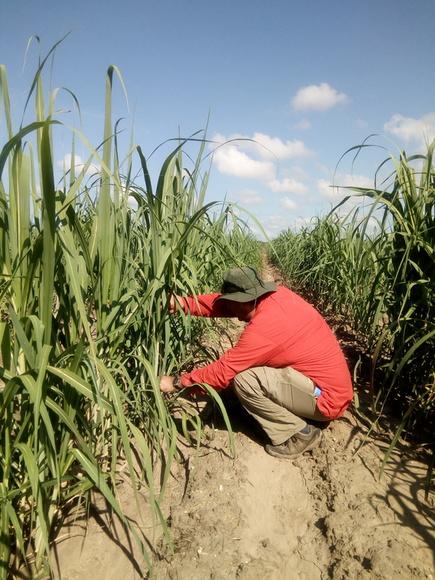 Evaluación de APP en plantillas de Caña de Azúcar