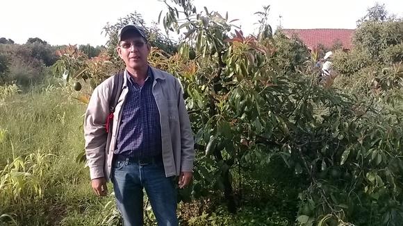 HUERTA DE AGUACATE ORGANICO