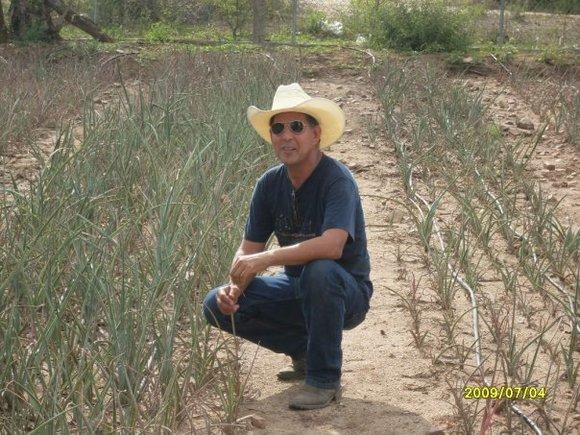 AGAVE  ANGUSTIFOLIA