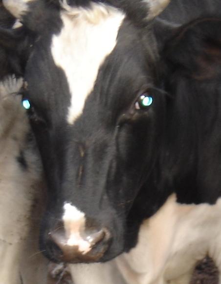 Midriasis por deficit de vitamina A