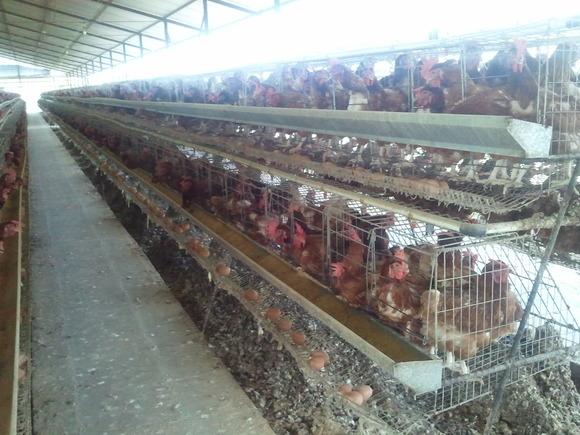 gallinas ponedoras comerciales en jaula piramidal