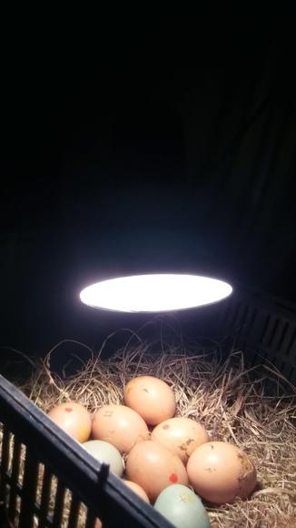 Esto es lo q hice para salir del paso. Mi gallina falleció. No se q paso. Los huevos tienen 17 dias
