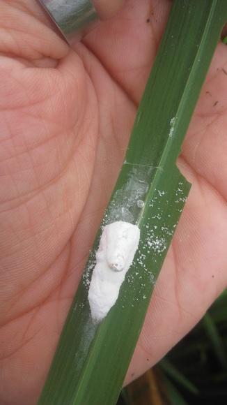 B.Bassiana
