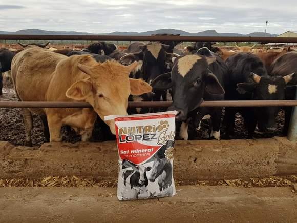 NUTRILÓPEZ EN GANADO DE ENGORDA