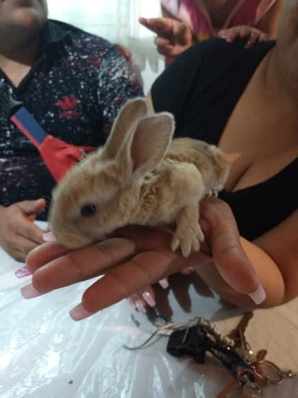 Uno de mis conejitos de la primera camada
