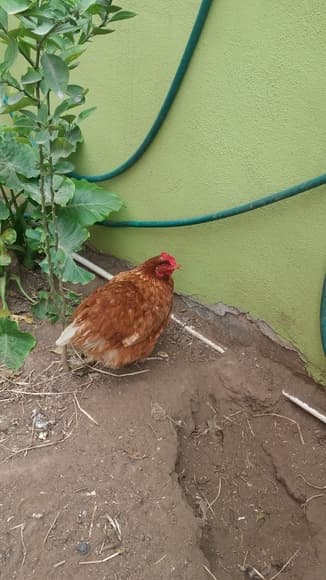 Penny