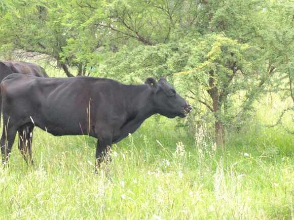 Vaca Angus