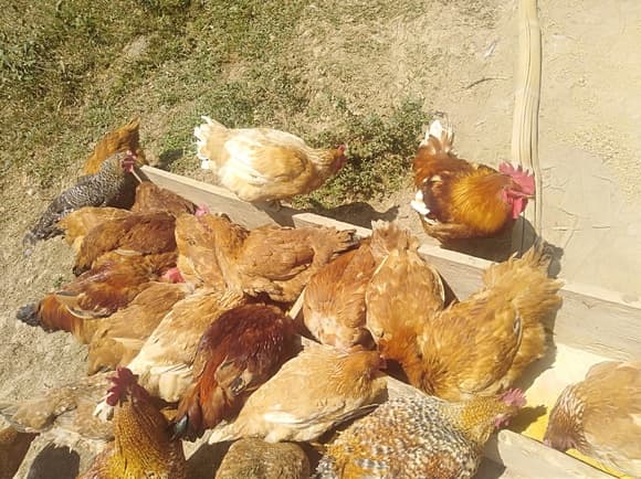 Pollo criollo