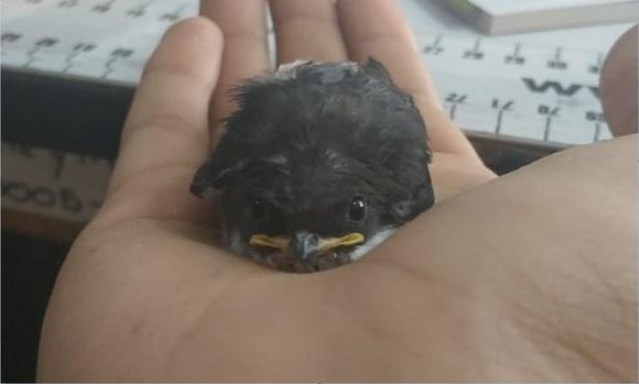 AVE ENCONTRADA AYUDA