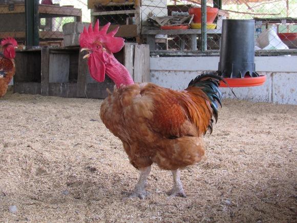 Pollos RR