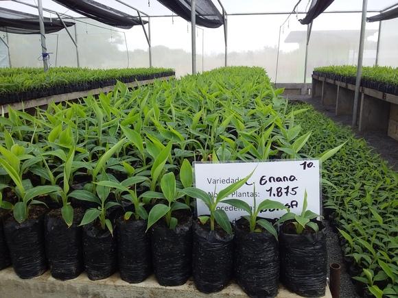 Planas In vitro de plátano Cuerno Enano