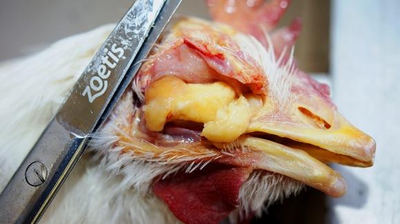 Coriza en aves de 14 semanas