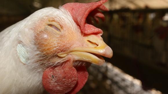Coriza infecciosa en aves de postura