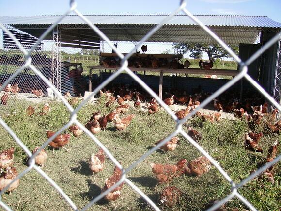 GALLINAS EN EL PATIO DEL CORRAL