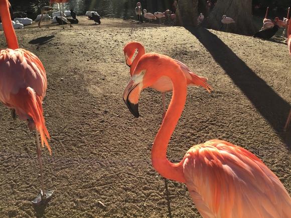 Flamingo