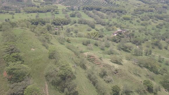 Programs lecheros con arborización 1000 msnm