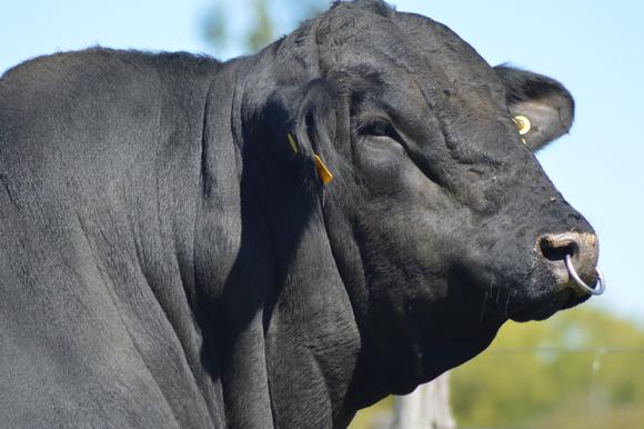 brangus  argentino