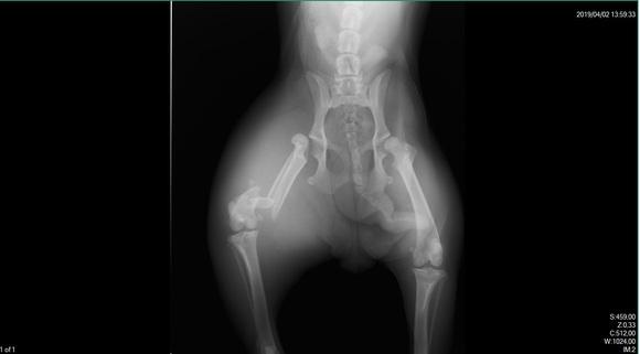 Kleo radiografía antes de su operacion
