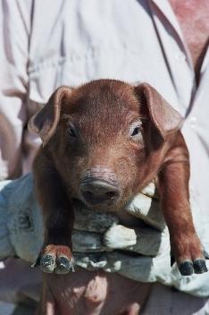 Lechon 50%