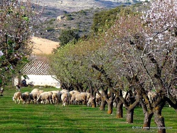 Almendros y ovinos