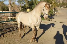 caballos