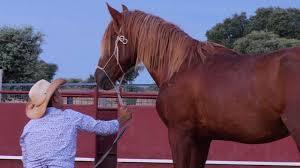 caballos
