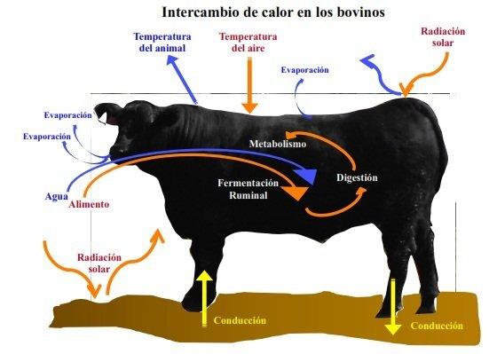 Se acercan los días de Stress Calorico