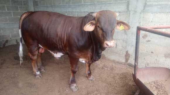 Semental Beef Master