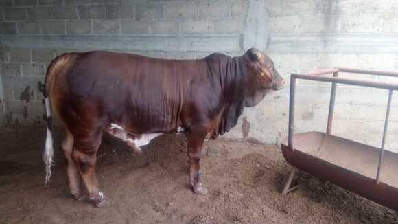 Beef Master