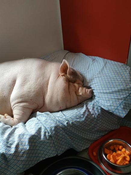 Pumba