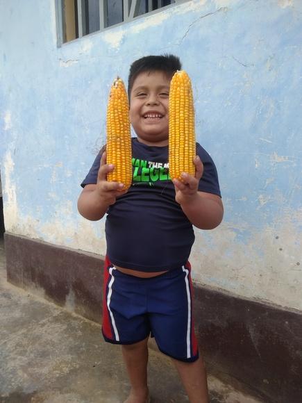 Estas mazorcas, son de Megahibrido INIA 619. Se ha obtenido 10 toneladas por hectárea. No sé tiene problemas de mancha de asfalto, no punta loca. Esto con tecnología media. Información del cultivo y comercializacion de semillas al teléfono 985155543.