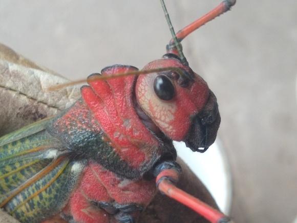 Langosta migratoria africana