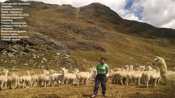 Pastos Naturales Para Alpacas