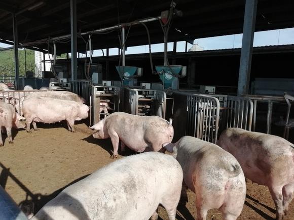 Gestación en patios con cama caliente