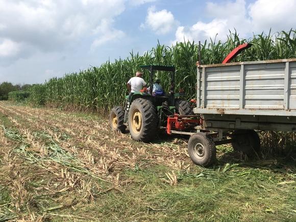 Producción de Forraje de Súper Sorgo