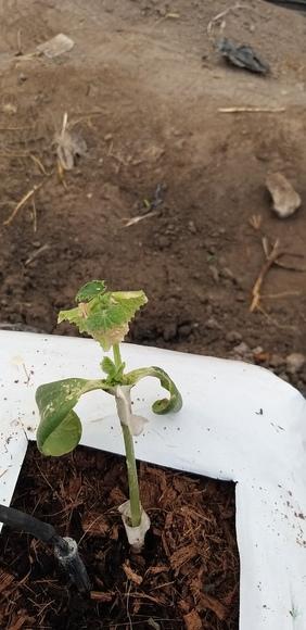 Efecto del Injerto de Pepino en Calabazas criollas