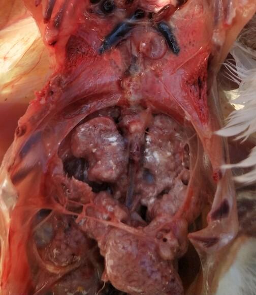 Lesiones renales en un caso de Bronquitis Infecciosa