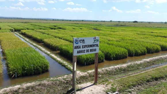 Área Experimental de Arroz de Riego