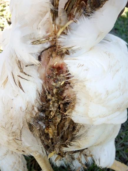 Que podría tener mi gallina