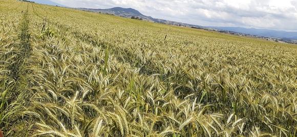 Triticale
