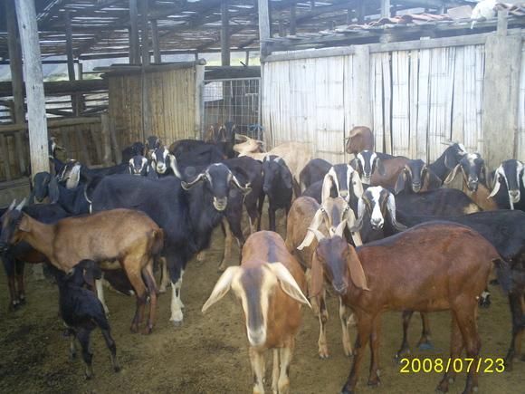 Mis cabritas lecheras, raza anglo (andino) nubianas