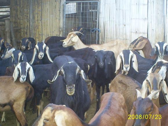 Mis cabritas lecheras, raza anglo (andino) nubianas